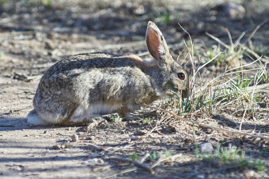 desert_cottontail_02_web